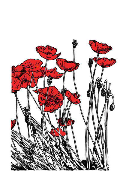 poppies